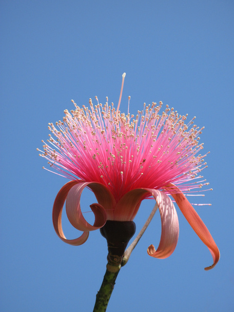 рожева квітка
 - Фото, зображення