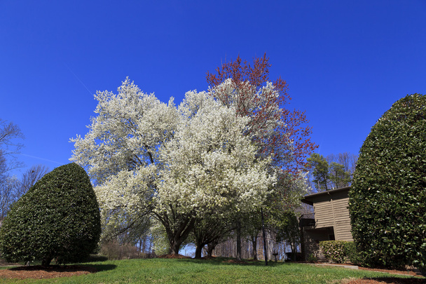Blooming Bradford Pear Trees in a Yard - Photo, Image