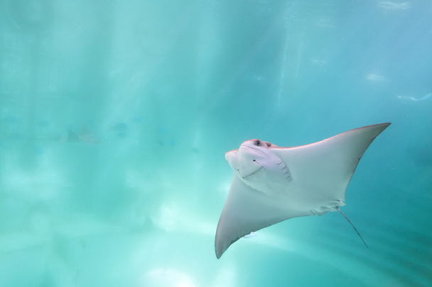 lindas rayas nadando bajo el océano azul
 - Foto, Imagen