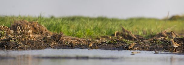 Hunting picture of snipe - Photo, Image