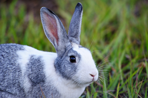 portrait de lapin gris
 - Photo, image