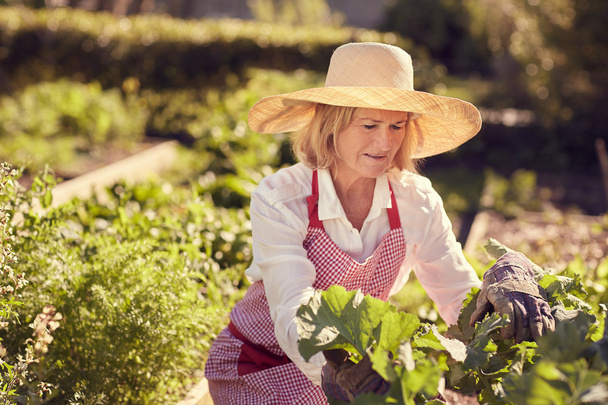 senior woman working in vegetable garden - Foto, imagen