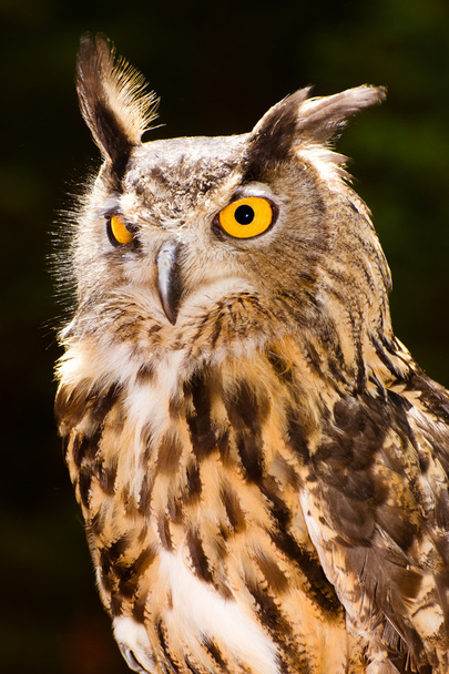 Portrait of Eurasian eagle owl - Zdjęcie, obraz