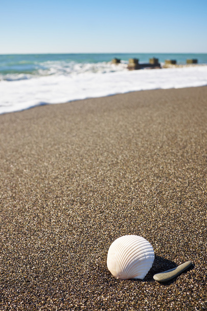 Seashell on beach under sky - Foto, Imagem