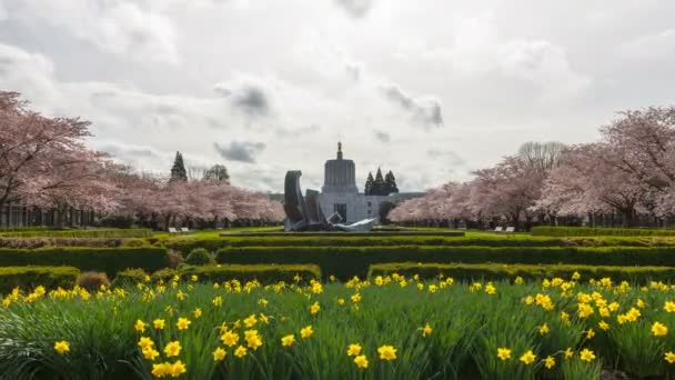 Ultra υψηλής ανάλυσης 4k ώρα λήξη ταινία κινητών σύννεφα και άτομα σε Salem State Capitol δημόσιο πάρκο με δέντρα Sakura Cherry και daffodils άνθιση άνοιξη σεζόν - Πλάνα, βίντεο