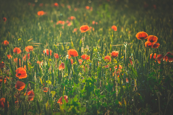 緑の草の赤いケシ - 写真・画像