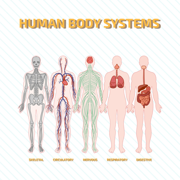 Systèmes du corps humain - Vecteur, image