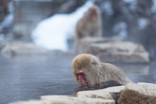 Japanese Snow monkey in hot spring - Photo, Image