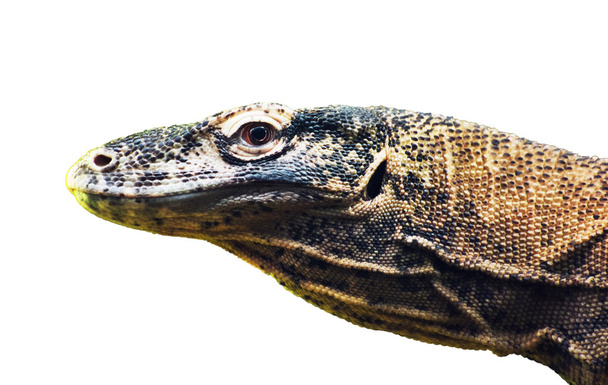 Dragón de Komodo (Varanus komodoensis) retrato en el fondo blanco
 - Foto, Imagen