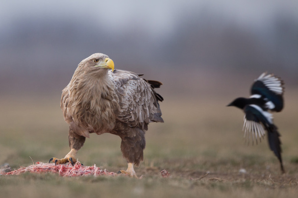 Águila de cola blanca comiendo
 - Foto, imagen