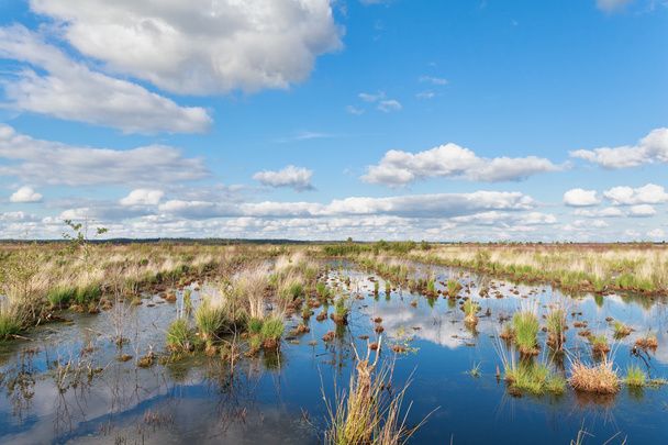 Blauer Himmel spiegelt sich im Sumpfwasser - Foto, Bild