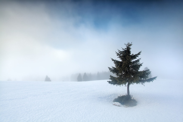spruce tree on snowy mountain top in fog - Photo, Image