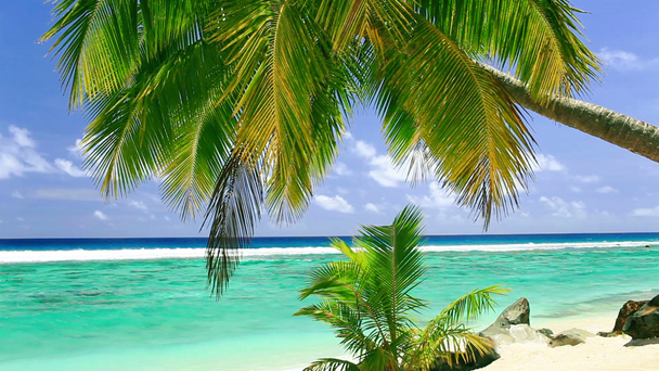 Palmboom op tropisch strand - Video