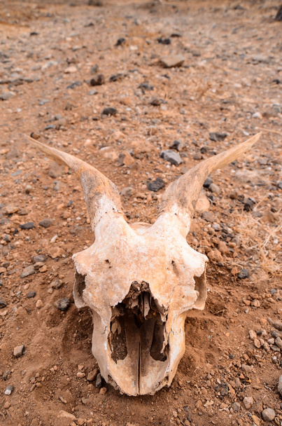 Сухой козлиный череп
 - Фото, изображение