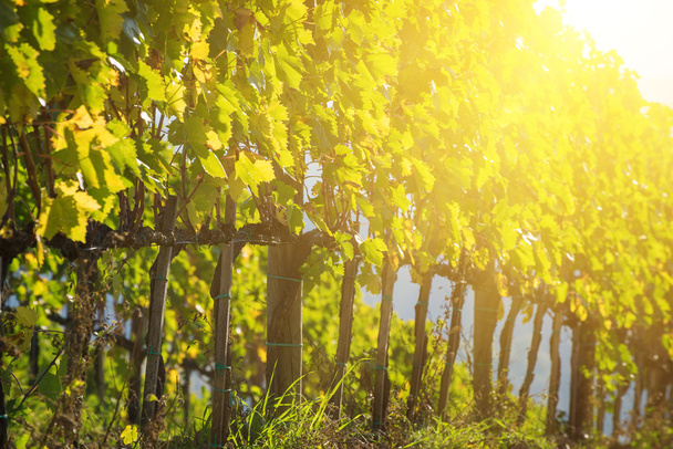 Vineyard in Italy - Фото, изображение