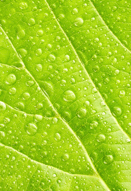 Zelený list s kapkami vody - Fotografie, Obrázek