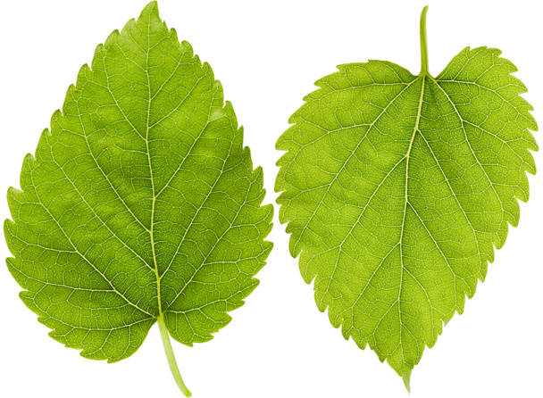 grüne Blätter isoliert auf weißem Hintergrund - Foto, Bild