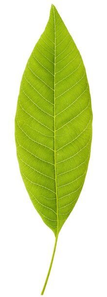 Green leaf isolated on white background - Photo, Image