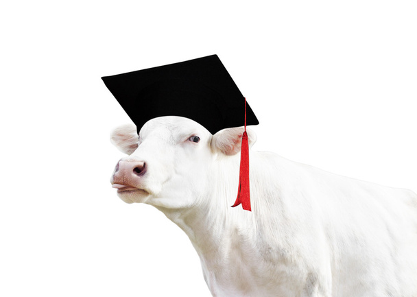 cow in Bachelor's hat - Foto, Imagem