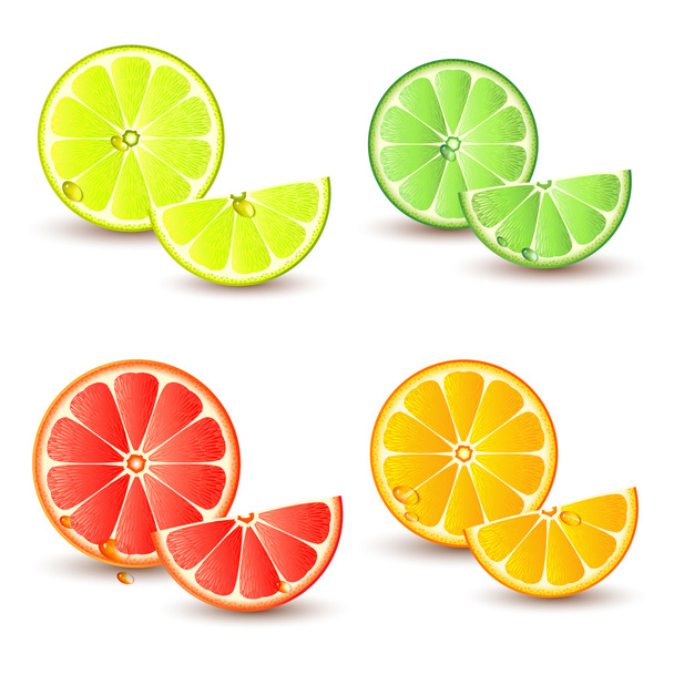 Set of citrus fruit - Vector, afbeelding