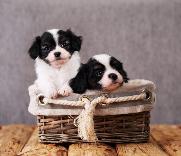 two puppies in a wicker basket - Φωτογραφία, εικόνα