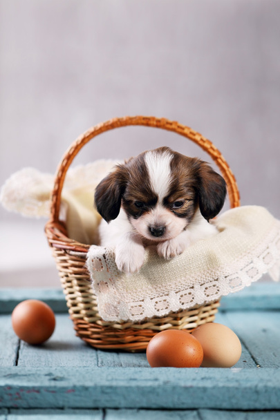 卵のバスケットの子犬 - 写真・画像