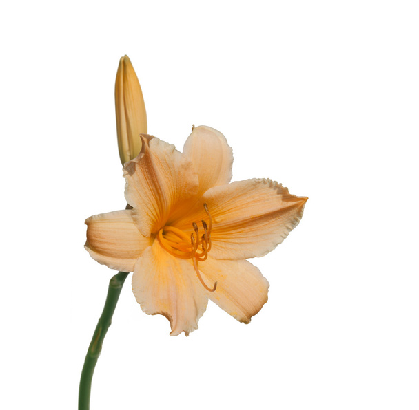 flor de laranja miniatura hemerocallis - Foto, Imagem