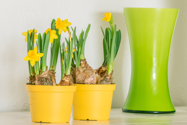 Daffodils in yellow flowerpots - Photo, Image