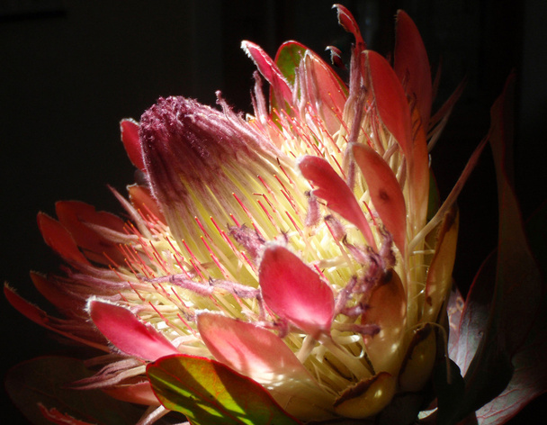 mysterieuze Prins protea cynaroides - Foto, afbeelding