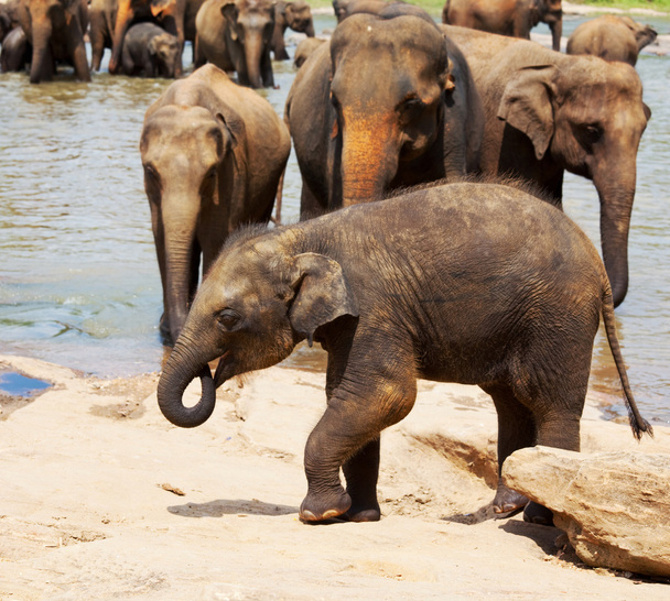 Elephants on Sri Lanka - Fotoğraf, Görsel