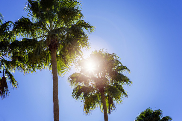 Aurinko paistaa palmujen läpi, sininen taivas
. - Valokuva, kuva