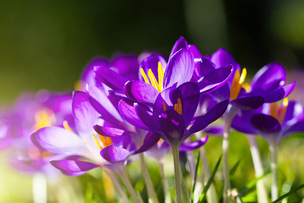paarse krokusbloemen - Foto, afbeelding