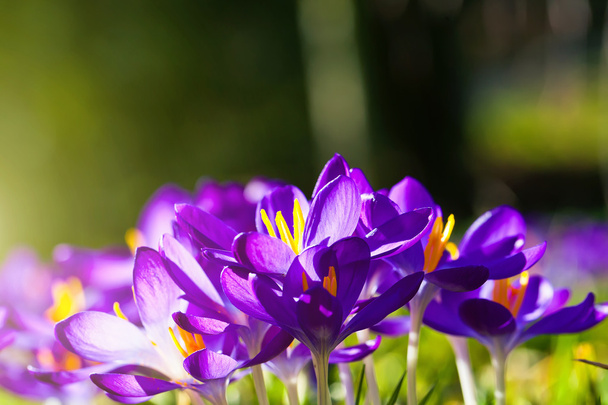 紫色のクロッカスの花 - 写真・画像
