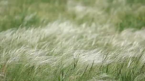 Pióro trawy przy wietrznej pogodzie - Materiał filmowy, wideo