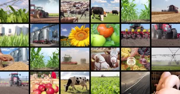 γεωργικών footages σε κολάζ - Πλάνα, βίντεο