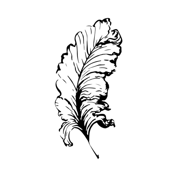 Рука намальована пір'я птахів
 - Вектор, зображення