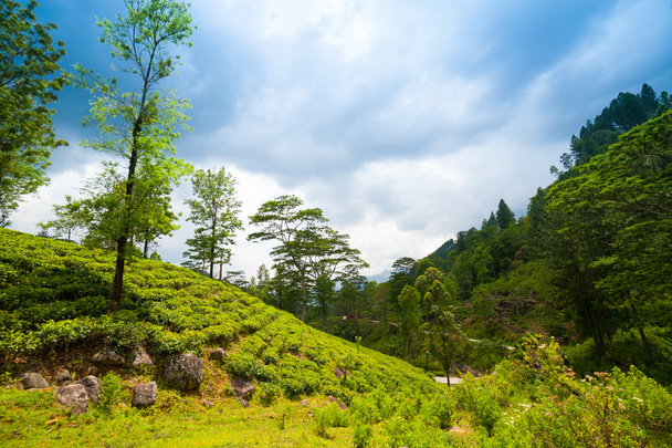 ορεινό τοπίο με φυτείες τσαγιού - Φωτογραφία, εικόνα