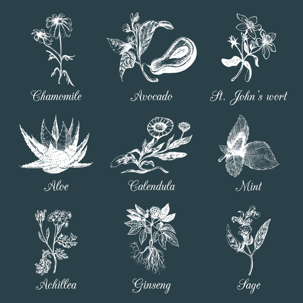 Herbs and spices sketches - Vector, Image