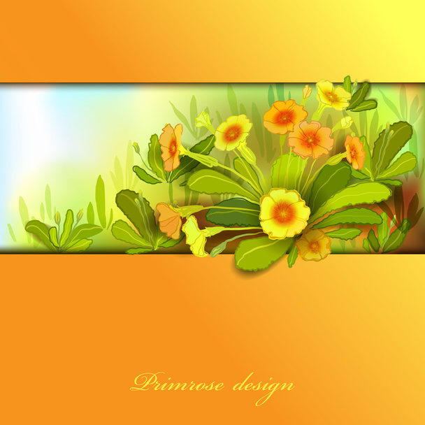 Orange yellow primroses - Вектор,изображение