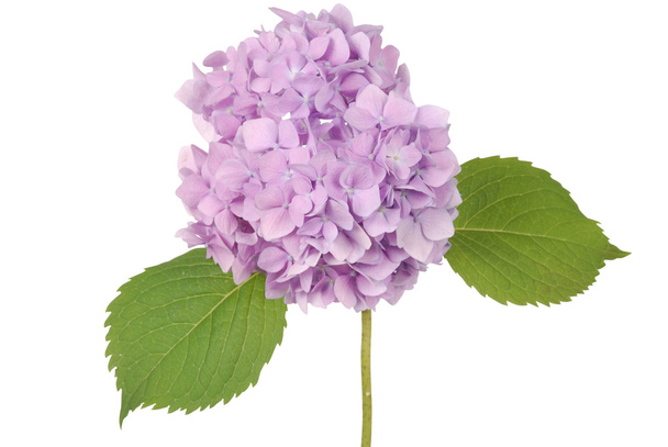 Фиолетовый цветок гортензии (Вырезка пути
) - Фото, изображение