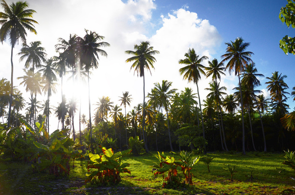 Kokosová palma zahrada v Karibiku resort, Dominikánská republika - Fotografie, Obrázek