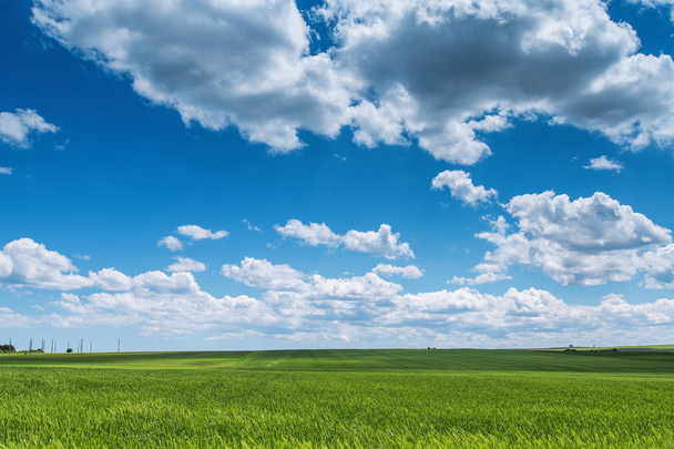 Campo di grano contro cielo blu con nuvole bianche. Agricoltura scen
 - Foto, immagini
