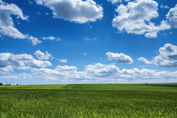 Vehnäkenttä sinistä taivasta vasten valkoisilla pilvillä. Maanviljely
 - Valokuva, kuva