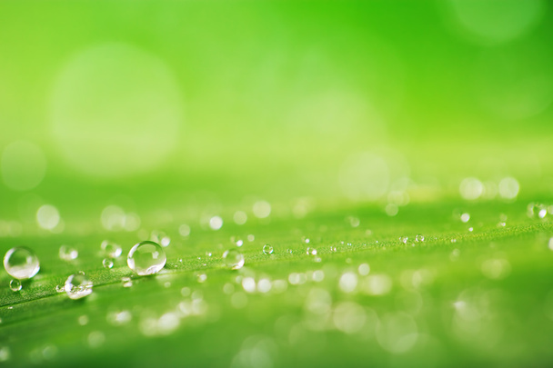 Οργανική αντίληψη, φρέσκα πράσινα χλόη, φύλλα και νερό πέφτει πίσω - Φωτογραφία, εικόνα