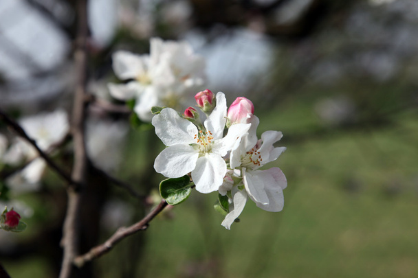 Close up of fruit flowers in the earliest springtime - Photo, Image
