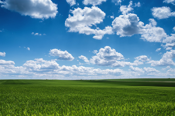 Vehnäkenttä sinistä taivasta vasten valkoisilla pilvillä. Maanviljely
 - Valokuva, kuva
