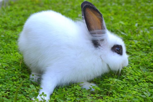 White Rabbit on grass - Photo, Image