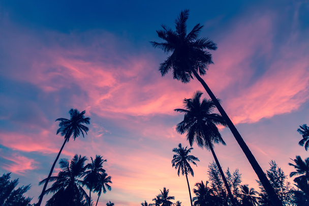 ve palmiye ağaçlarının Silhouettes - Fotoğraf, Görsel