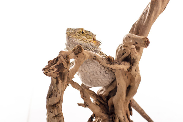 Pretty cool lizard on a white background photo Super for sale and advertising - Photo, Image