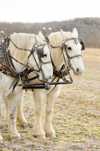 Dos caballos de tiro percheron arneses
 - Foto, Imagen